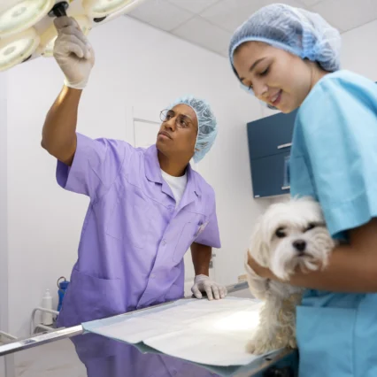 Chirurgie vétérinaire